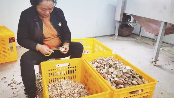 陕西省勉县：香菇产业夯实乡村振兴路