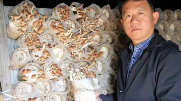 小蘑菇大產業 小農民大情懷——記天津市宏勝源食用菌科技發展有限公司總經理郭慶柱