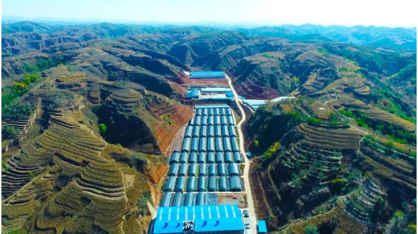 山西省臨縣富之源種養專業合作社成功打造食用菌產業園區 漸成氣候