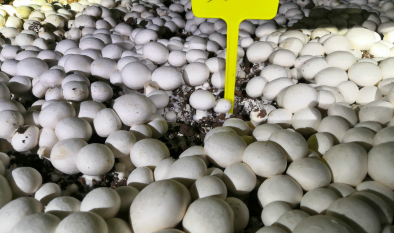 雙孢蘑菇新品種“福蘑58”簡介