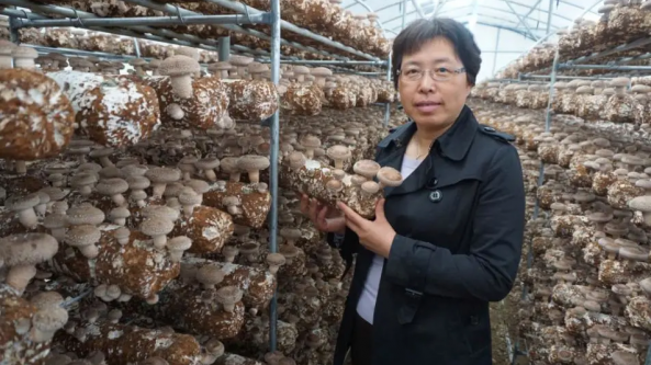 譚琦博士與中國的“申香”系列香菇品種