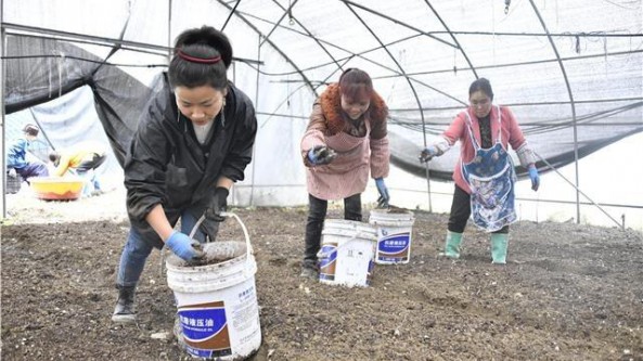 贵州省毕节市百里杜鹃黄泥乡：农闲时节“抢种”羊肚菌助农增收