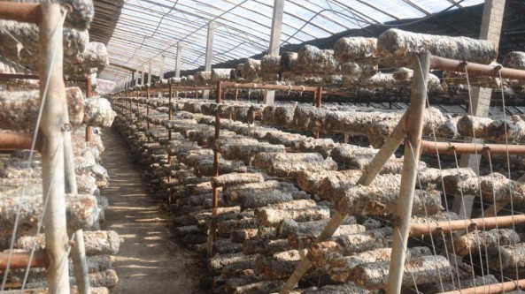 山西省沁水縣：發展香菇產業 助推鄉村振興