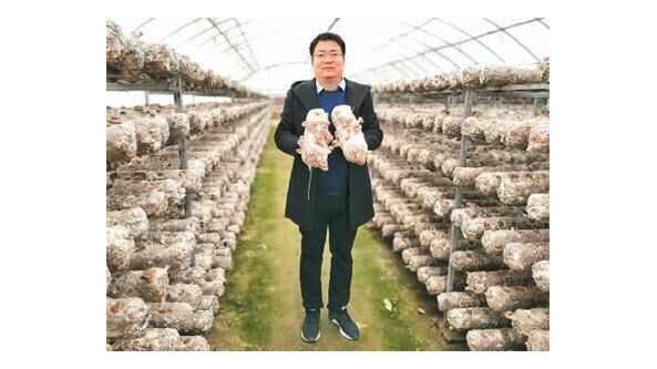 河南開封市耕耘農業(yè)科技有限公司負責人師鵬飛：用小菌菇帶富一方鄉(xiāng)親