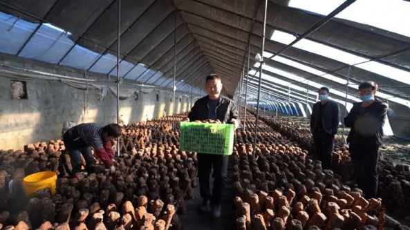 河北省遷西縣灤陽鎮(zhèn)聚盛食用菌專業(yè)合作社：小香菇托起大夢想