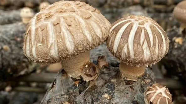 湖北裕山菌菇装备为食用菌产业发展助力