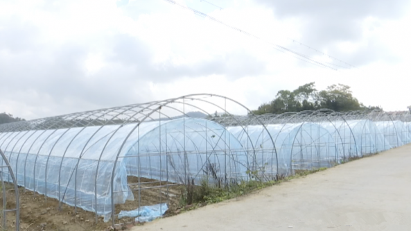 河南省輝縣百泉鎮(zhèn)堯梭壩區(qū)食用菌種植項目即將建成投產(chǎn)