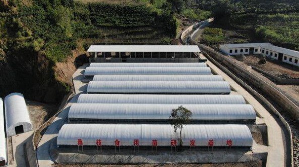 四川省寧南縣桑枝食用菌研發(fā)基地建成 廢桑枝孕育生態(tài)“致富菇”