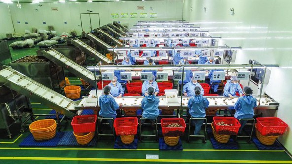 湖北省随州市：发展香菇产业 加速融入“双循环”发展格局