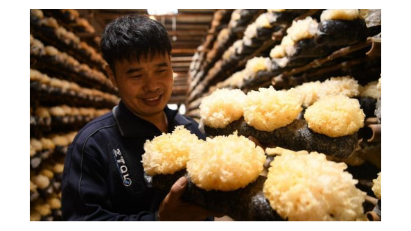 廣西龍州縣食用菌產業異軍突起