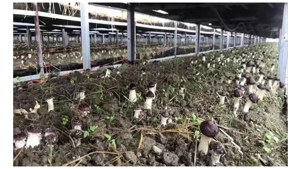 湖北省襄阳市地方标准《稻作区大球盖菇露地栽培技术规程》正式实施