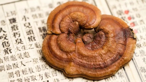 郵政儲(chǔ)蓄銀行安徽省霍山縣支行：金融活水滋潤“靈芝仙草”