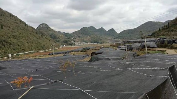 貴州省黔西市鐘山鎮(zhèn)：種植羊肚菌 助力農(nóng)業(yè)現(xiàn)代化