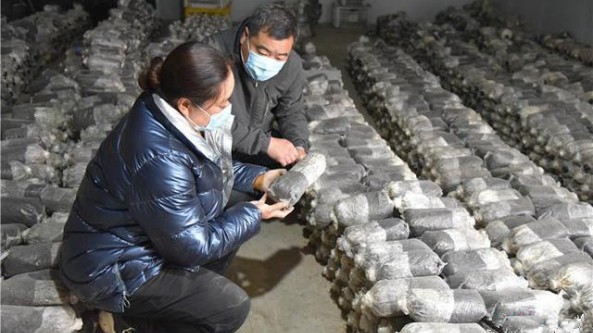 河北省石家莊市欒城區：菌中之王冬播忙 特色產業助振興
