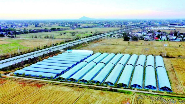 安徽：南陵縣“機(jī)器換人” 促進(jìn)產(chǎn)業(yè)升級(jí)  多措并舉打造“云菇小鎮(zhèn)”