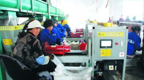 遼寧省朝陽市黑城子鎮花菇菌棒實現自產助農再增收