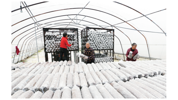四川省广元市白朝乡徐家村香菇产业园计划2022年种植香菇30万袋