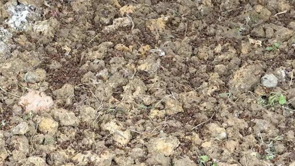 貴州省興仁市屯腳鎮500畝羊肚菌種植忙 有效銜接鄉村振興