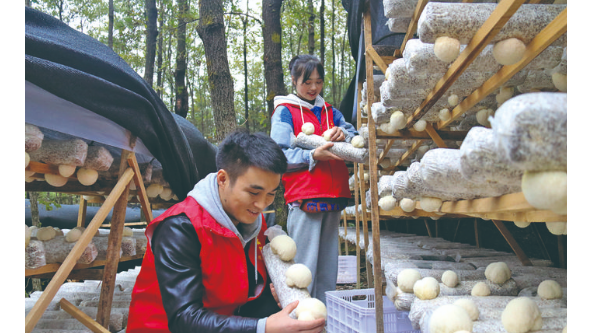 贵州省三穗县款场乡：猴头菇产业项目基地种植忙 提升产品品质