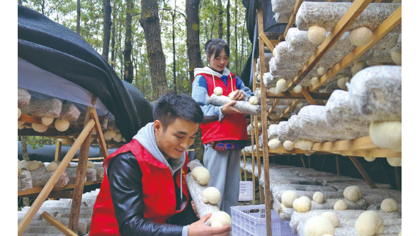 貴州省三穗縣款場鄉：猴頭菇產業項目基地種植忙 提升產品品質