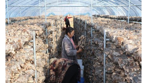 河南省郟縣：香菇小鎮雛形已現 有力助推鄉村振興