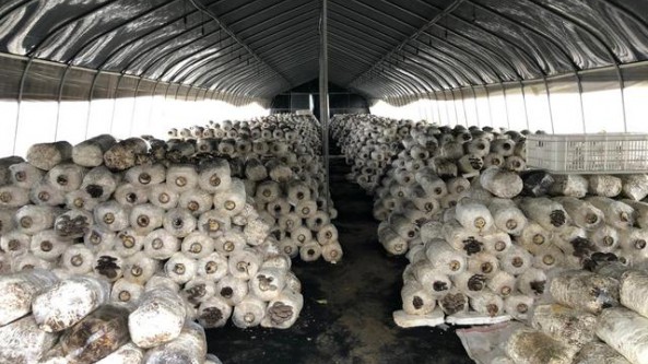 貴州省石阡縣冷水壩村：平菇迎來新一輪收獲季 產(chǎn)銷兩旺
