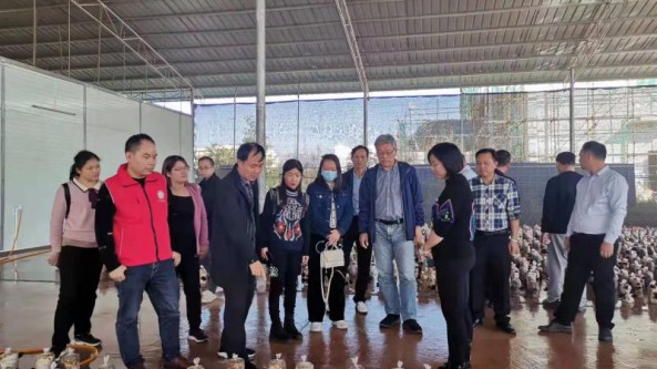 國家現代農業產業體系廣西食用菌創新團隊赴貴港市開展產業調研及科技服務活動