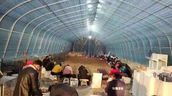 黑龙江省哈尔滨市鱼池乡：羊肚菌种植忙 群众致富有希望