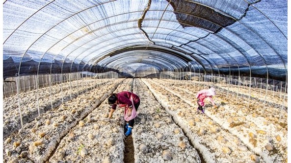重庆市南川区：发展羊肚菌产业 撑开“致富伞”