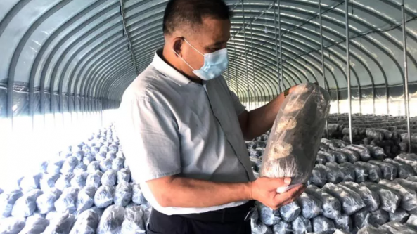 河南靈寶昌盛食用菌有限責(zé)任公司常務(wù)副總經(jīng)理、技術(shù)總監(jiān)黨興仁：發(fā)揮技術(shù)優(yōu)勢 勇做食