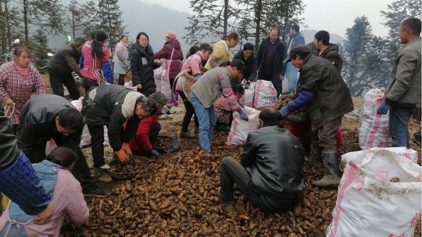 云南省彝良縣鐘鳴鎮：千畝天麻喜獲豐收 一派繁忙豐收景象