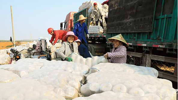 江西省吉安市吉州区曲濑镇长明村黑木耳基地一片忙碌景象 产业形态愈加生动而饱满