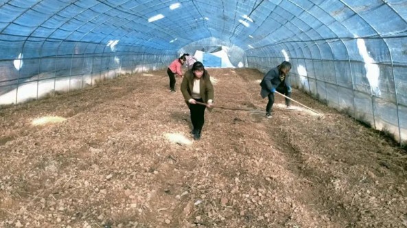 甘肅省兩當縣左家鄉：羊肚菌接種忙 孕育增收希望