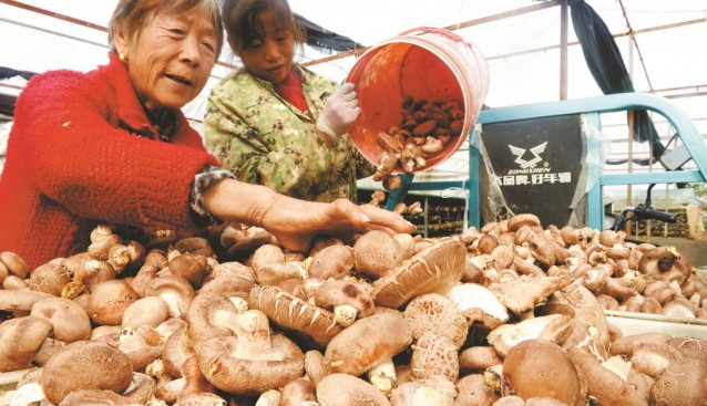 湖北省襄阳市老河口：香菇种植产业促增收 实现集体经济增收