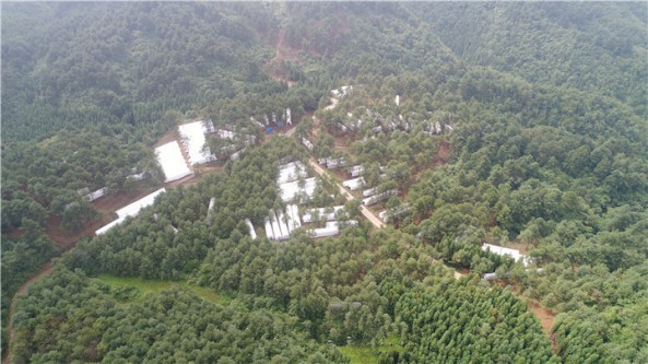 貴州省織金縣三塘鎮：林下食用菌生產忙 閑置山林變“搖錢樹”