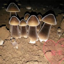 黑皮鸡枞菌棒