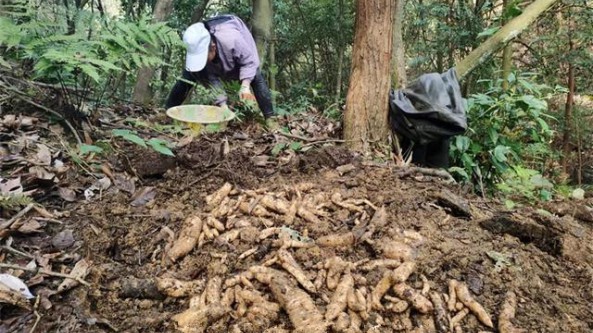 貴州省遵義市匯川區：深挖天麻資源 打造“綠色銀行”