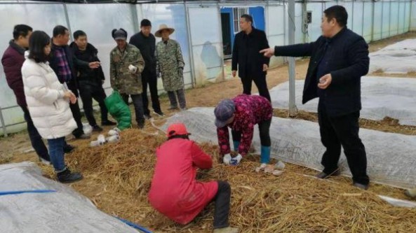 湖北省襄阳市孔湾镇：首次试点种植大球盖菇 助力农业产业化发展