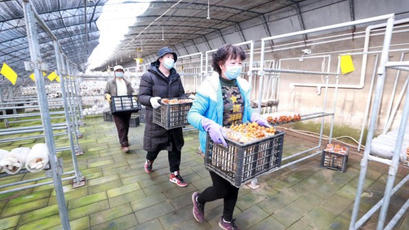 北京市農業農村宣傳中心推出“走進京郊蘑菇園 探秘小蘑菇里的大產業”科普宣傳活動