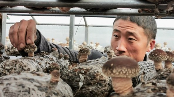 河南省嵩縣德亭村：小香菇撐起富民大傘 苦藥材開(kāi)出致富良方