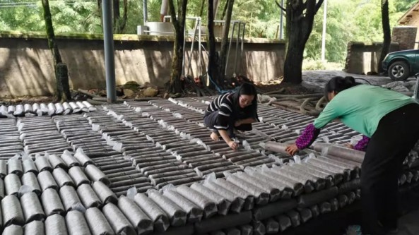 福建省永安市山畬家庭農場：開足馬力 抓好冬季食用菌生產工作