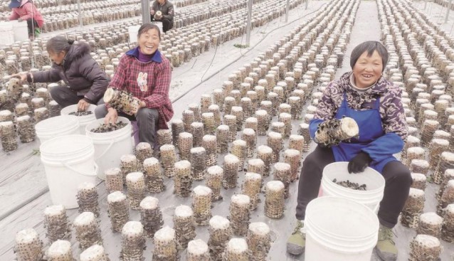 贵州省印江县木黄镇忙采收食用菌 群众实现稳定就业