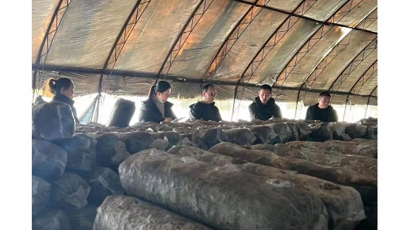 河北省宽城县农业农村局开展香菇种植技术下乡服务