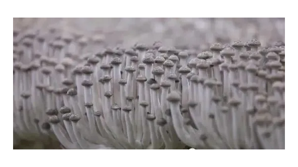 山东邹城：标准推动“小蘑菇”做成“大产业”