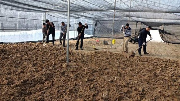 河南省蘭考縣柳林林場進行羊肚菌種植模式探索 經濟效益可觀