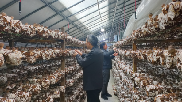 贵州省绥阳县：一大波香菇即将上市 市场销售效果好
