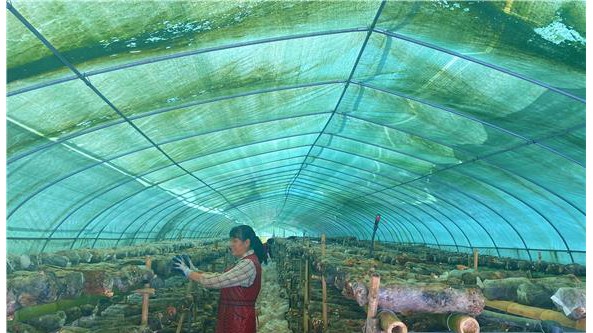 重庆市城口县：小蘑菇变大产业 铺就乡村振兴路