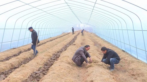 湖北省襄阳市襄州区：大球盖菇撑起“致富伞” 深受消费者的喜爱