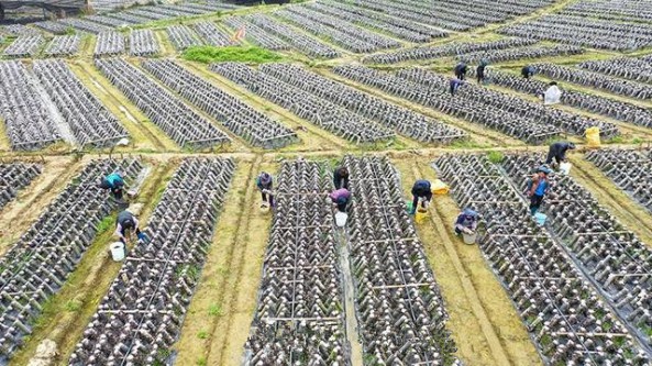 贵州省册亨县：趟出一条绿色食用菌产业发展之路