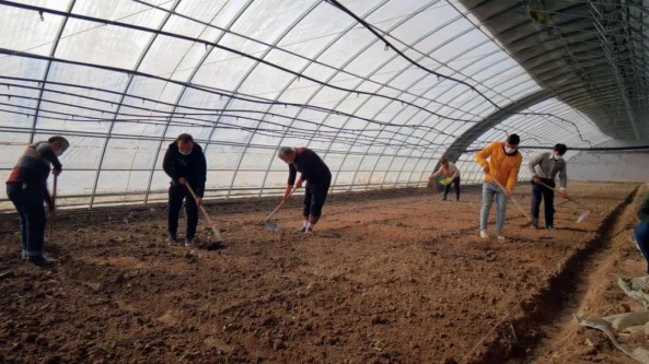 新疆阿瓦提县：羊肚菌试种成功 拓宽群众增收渠道